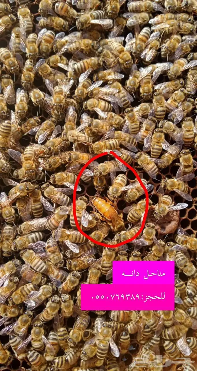 نحل مرزوم مصرى بخصم 10 1