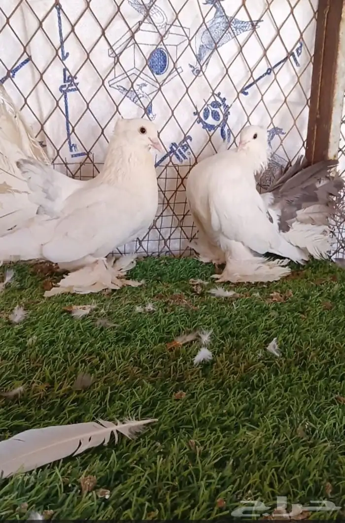 حمام شماسي 2