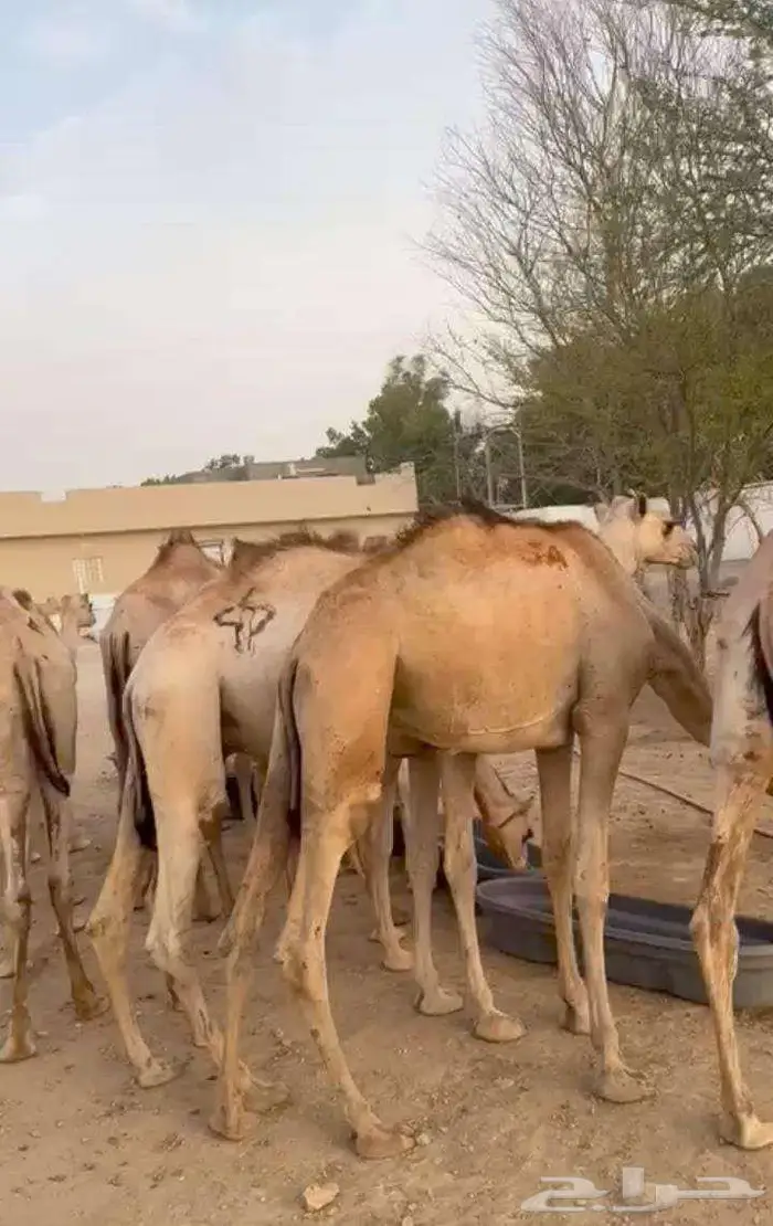 قعدان صوماليى كفو للبيع 1