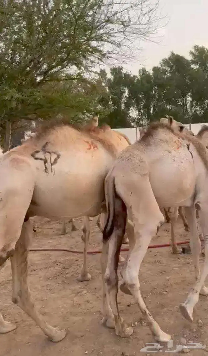 قعدان صوماليى كفو للبيع 3