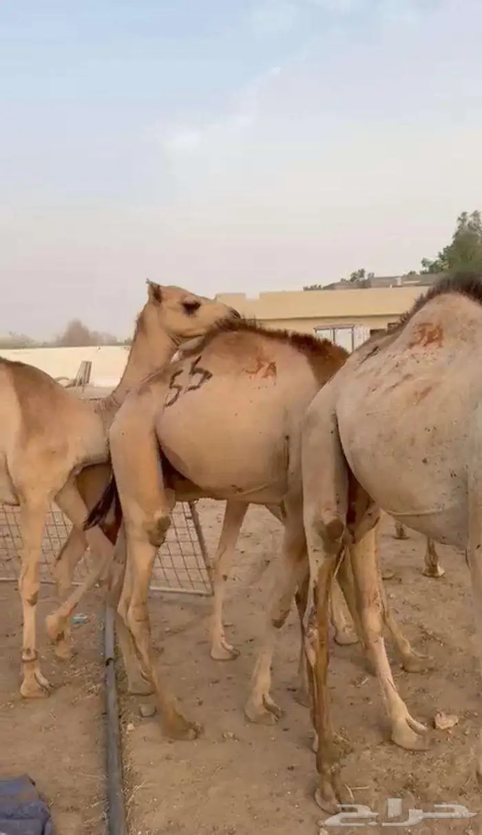 قعدان صوماليى كفو للبيع 2