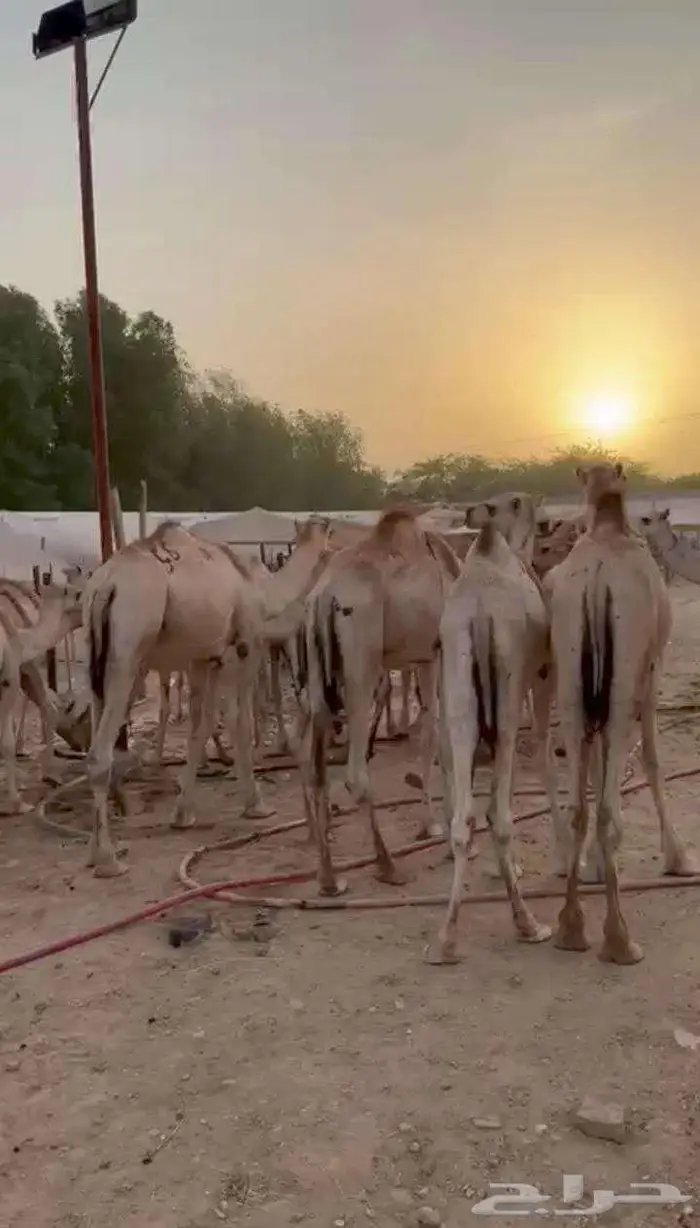 قعدان صوماليى كفو للبيع 0