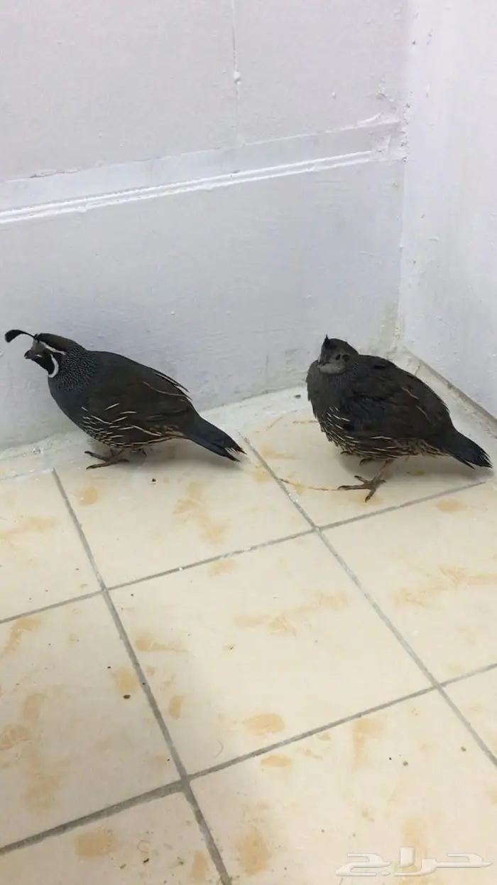 جوز سمان كاليفورنيا 0