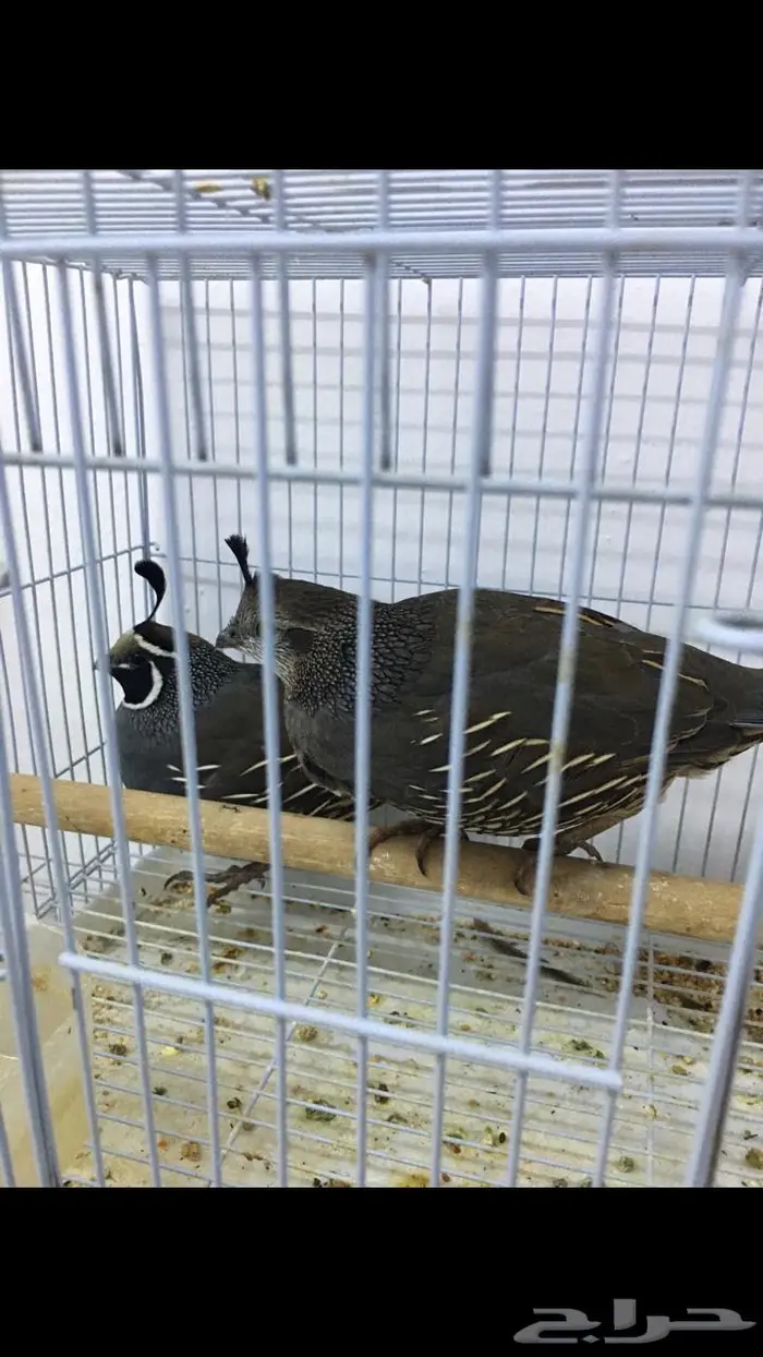 جوز سمان كاليفورنيا 1