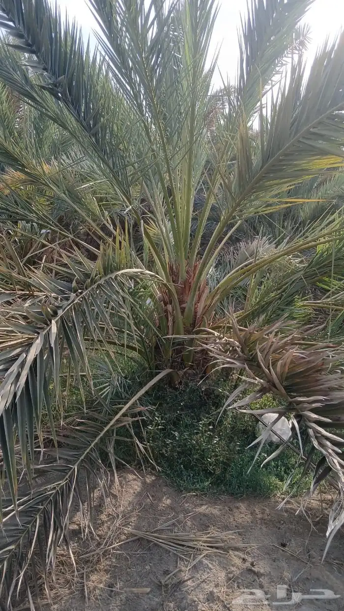 نخل للبيع 4
