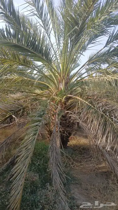 نخل للبيع index