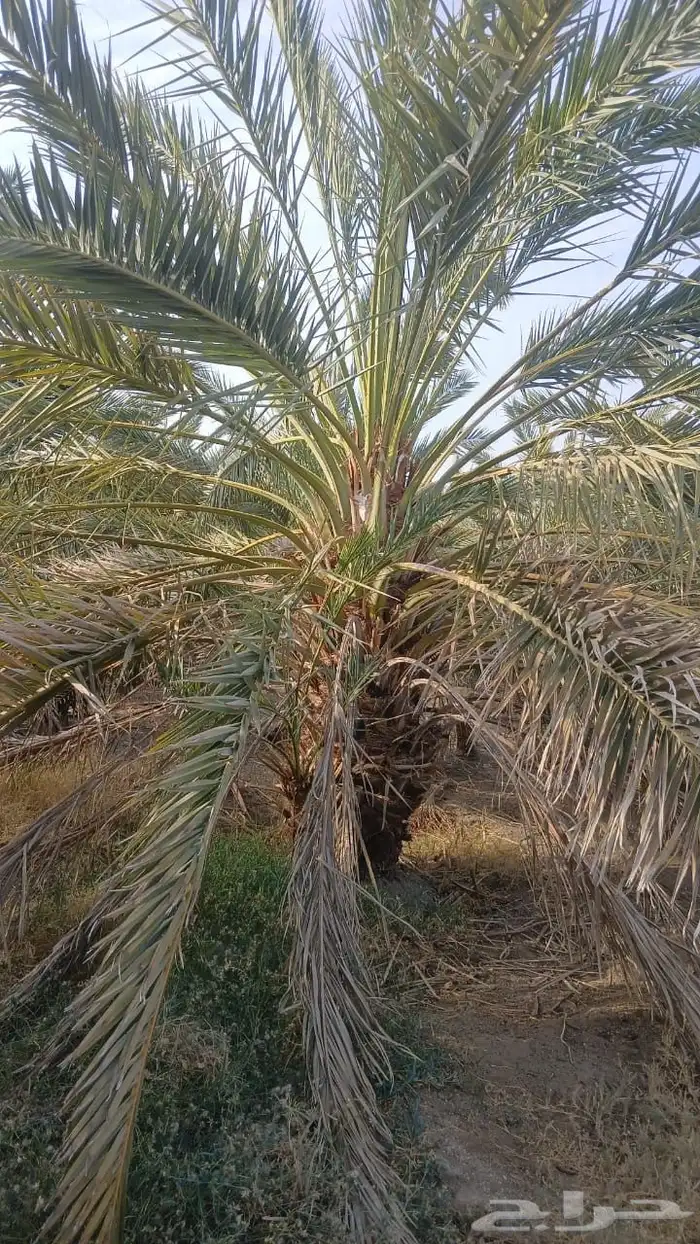 نخل للبيع 3