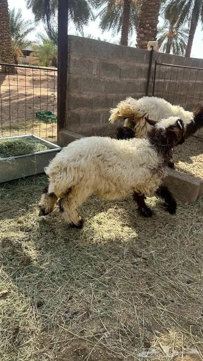 طليان نعيمي 2 3