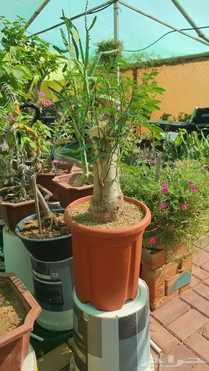 اشجار جميله ومنوعه بيع مستعجل يوجد كميه كبيره 1