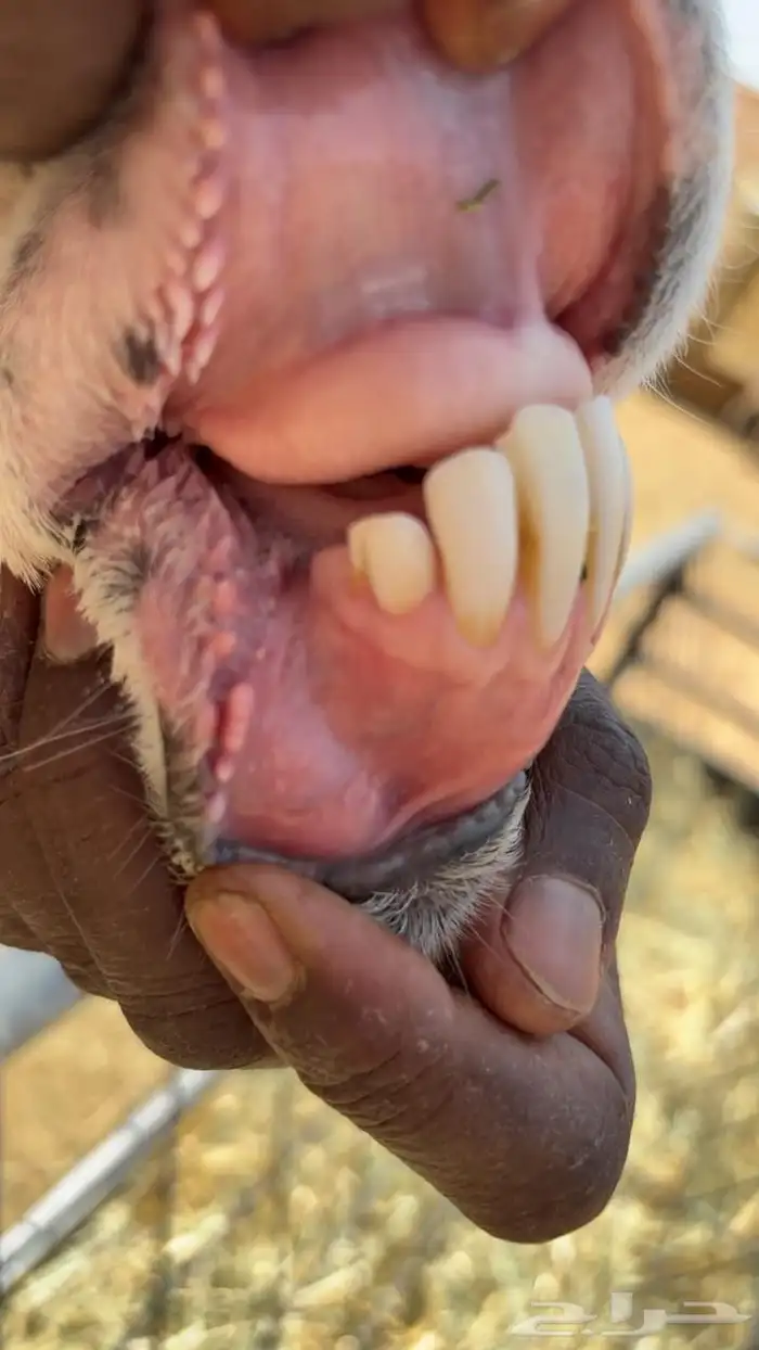 فحل حري مشروط القريع تمم البيع 0