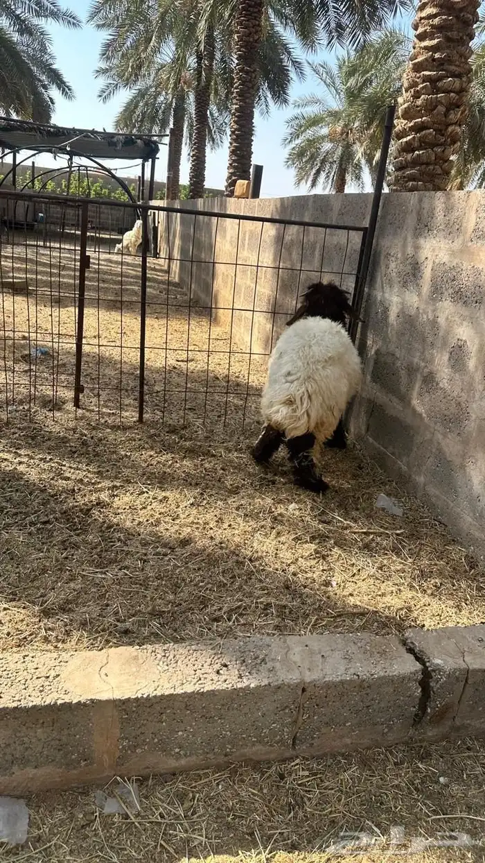 طليان نعيمي 2 2