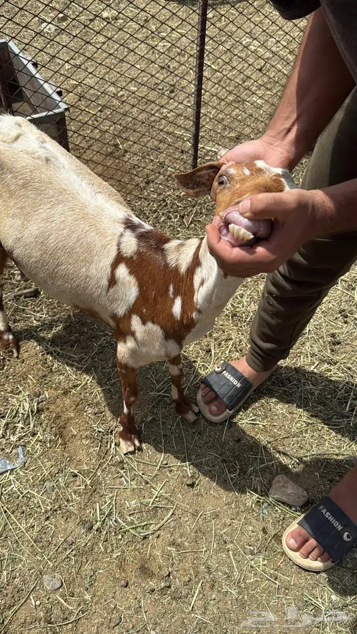 معزاء جنوبيات للبيع 7