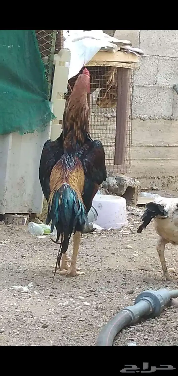 ديك شامو يباني 0