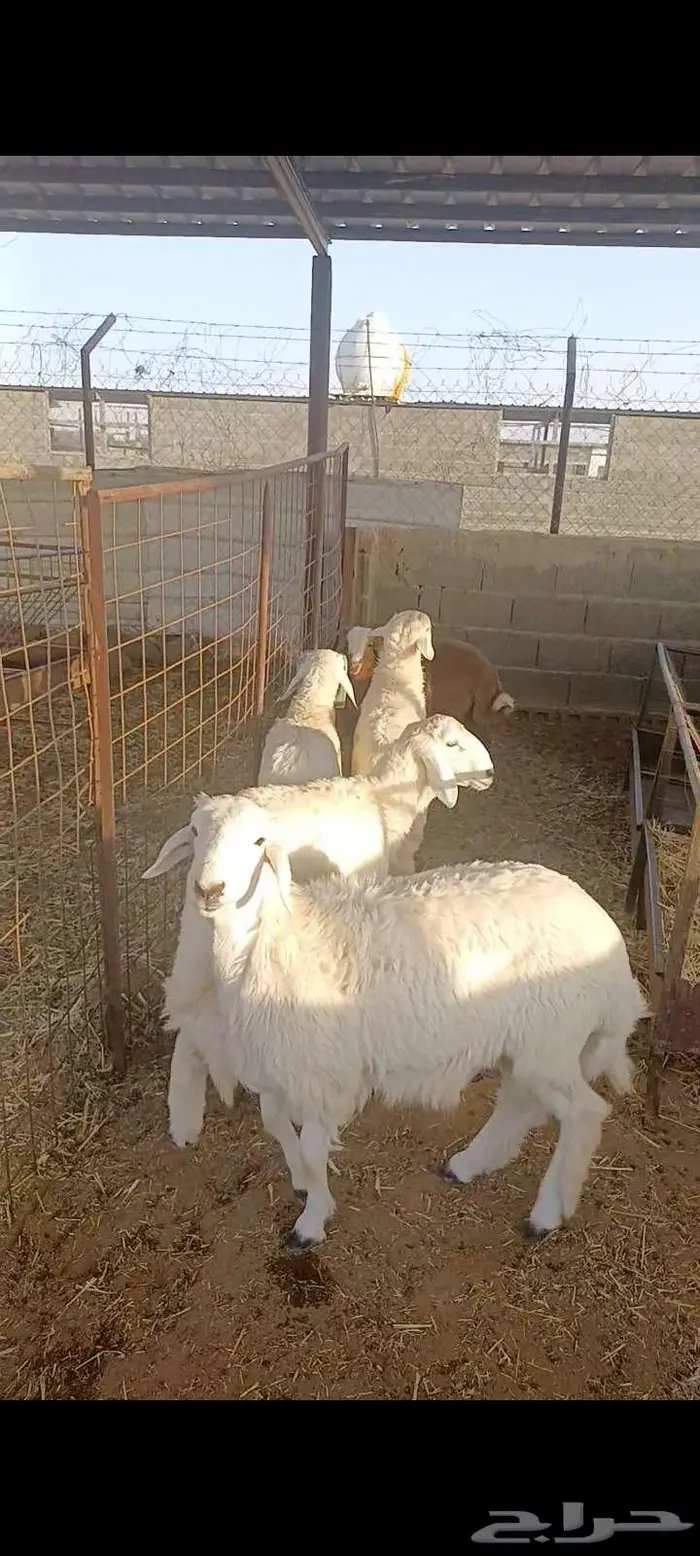 ذبائح 3