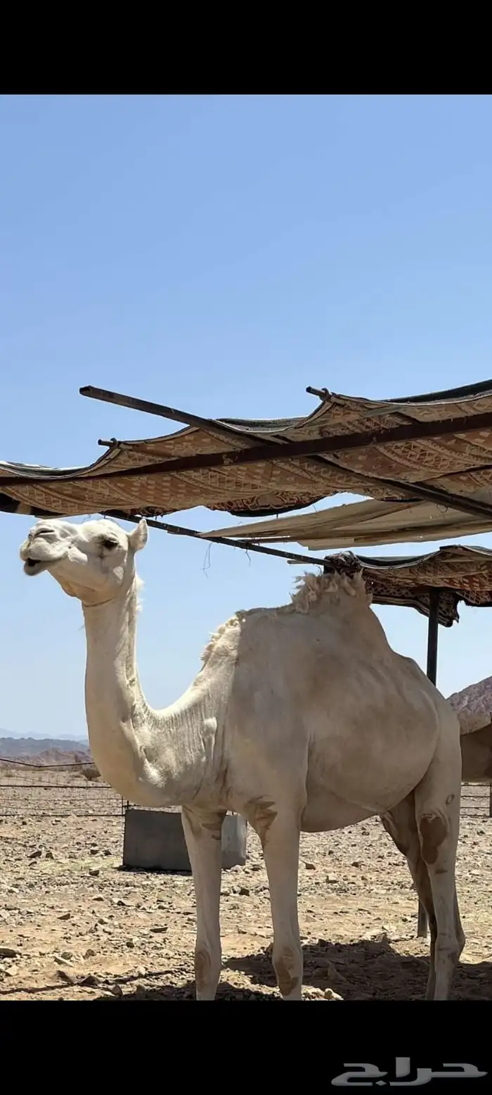 ناقه للبيع 0
