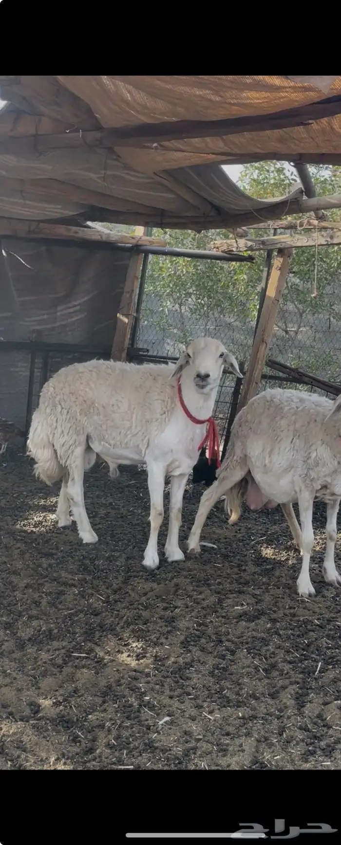 فحل حري رباع حرش 0