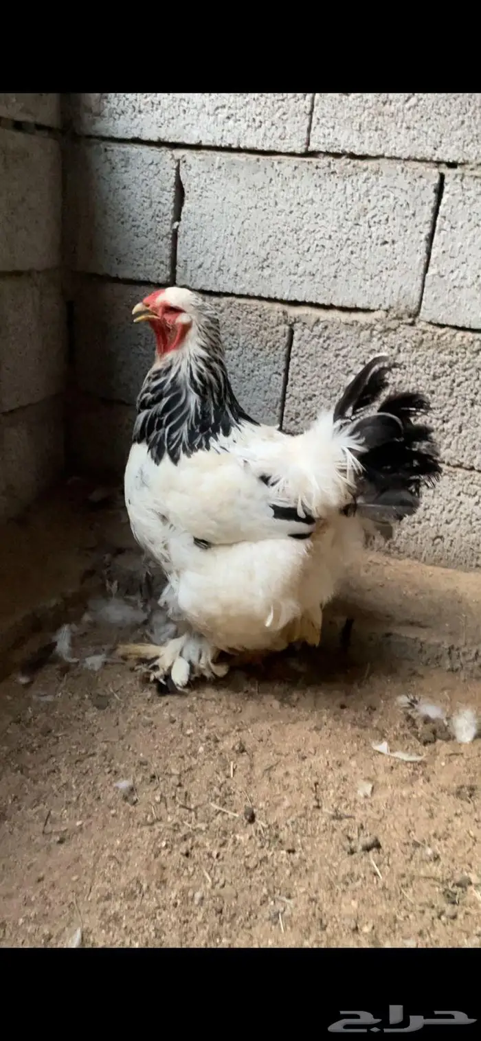 دجاج براهما كولمبي خوارج 3