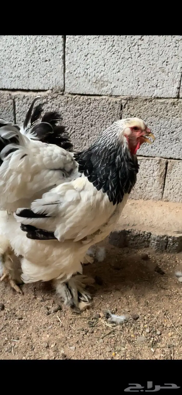 دجاج براهما كولمبي خوارج 2