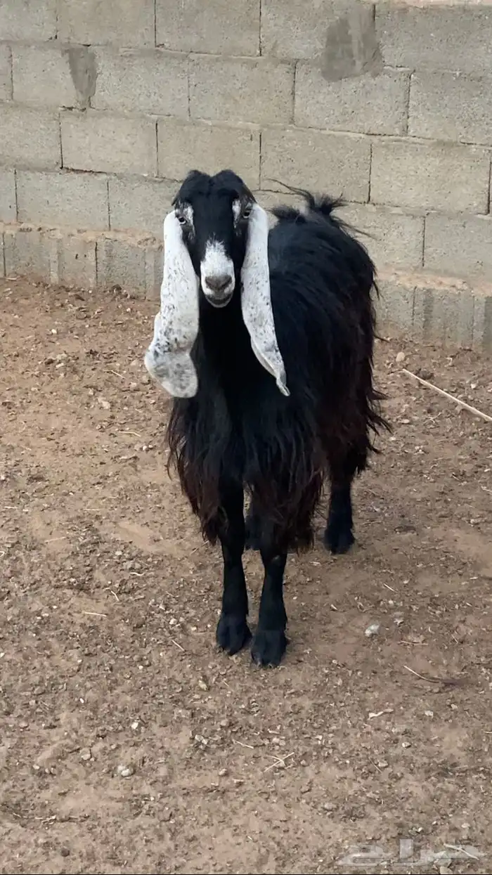 عنز عارضيه للبيع 0