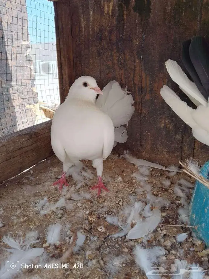 جوز رقاصي 2