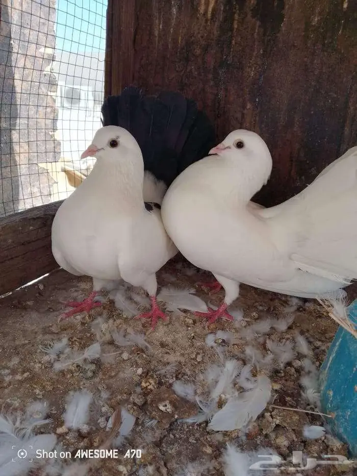 جوز رقاصي 3