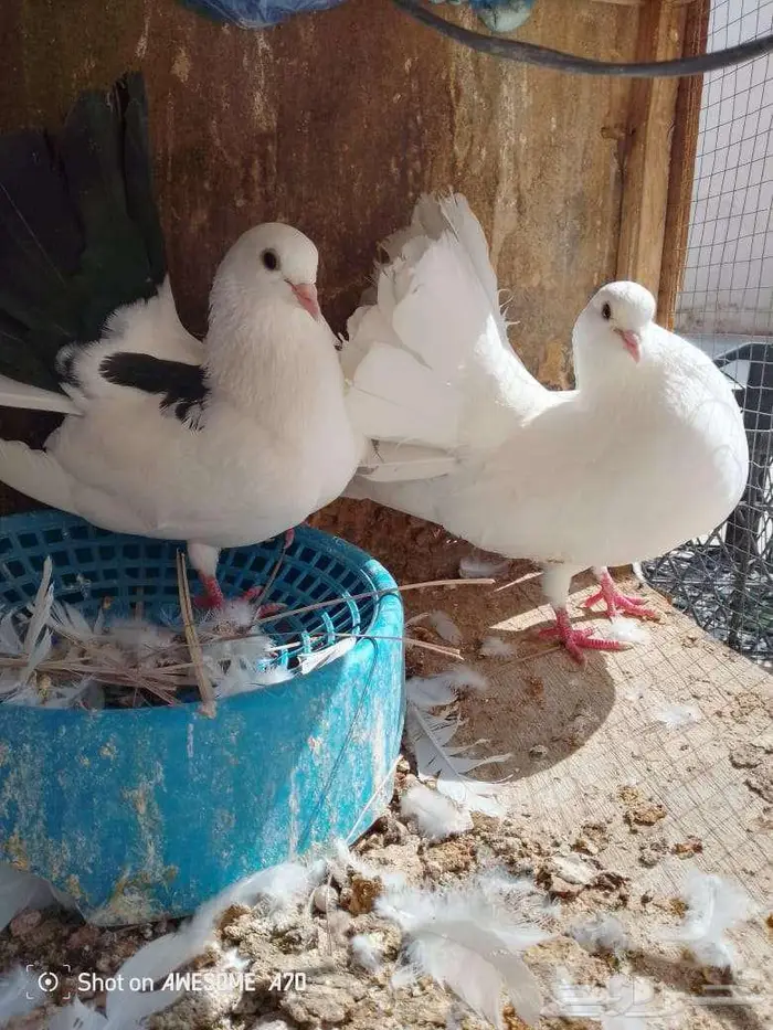 جوز رقاصي 4