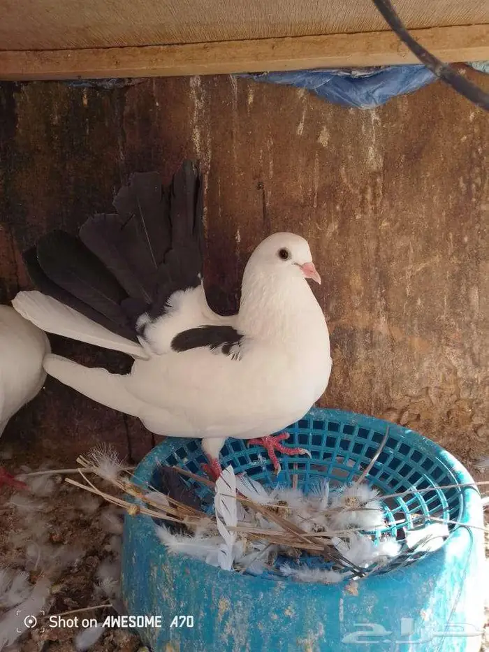 جوز رقاصي 0