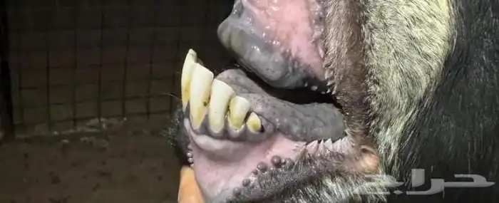 تيس عارضي صنف معرف 1