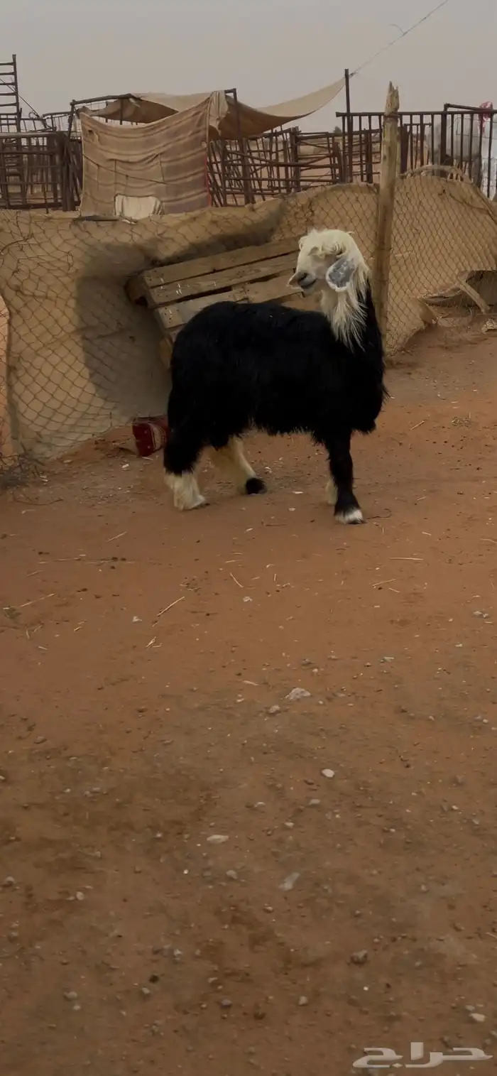 نجدي صنف 2