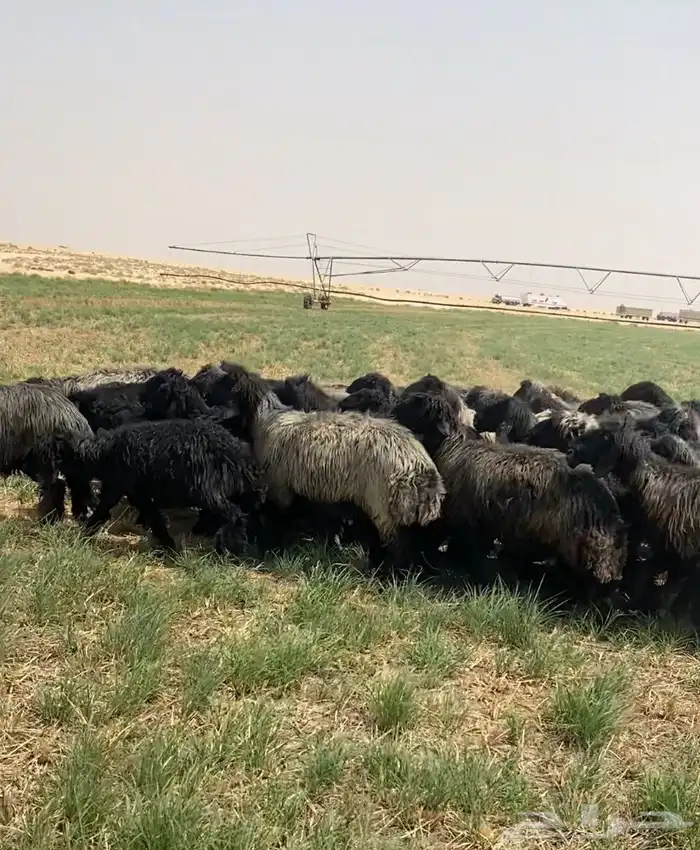 غنم عرب شهب فاخره وطيبه للبيع 11