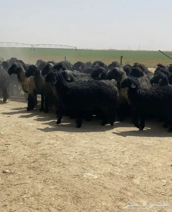 غنم عرب شهب فاخره وطيبه للبيع 5
