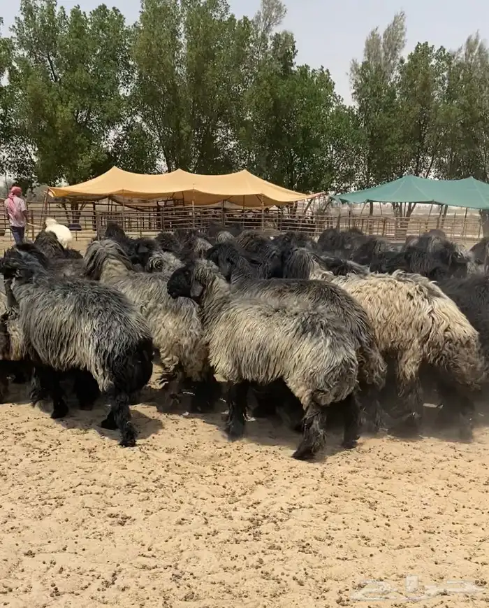 غنم عرب شهب فاخره وطيبه للبيع 1