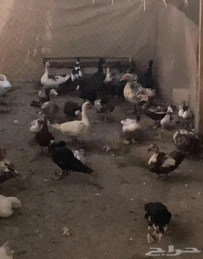 بط شهرمان 2