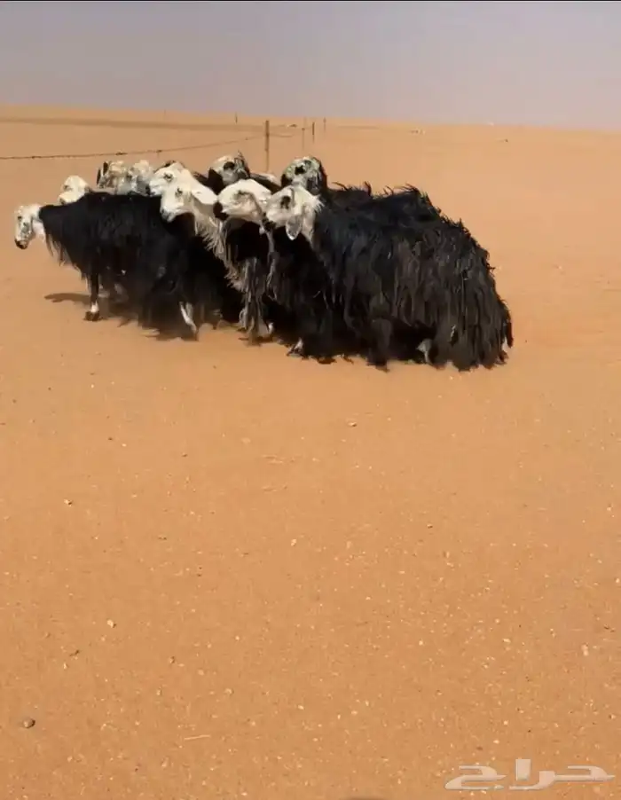 غنم نجد طيبات 1