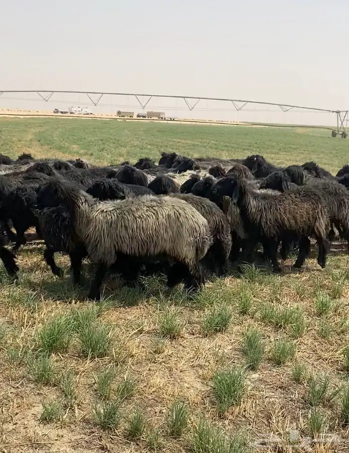 غنم عرب شهب فاخره وطيبه للبيع 12
