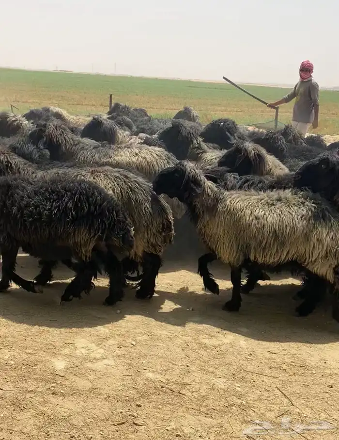 غنم عرب شهب فاخره وطيبه للبيع 3