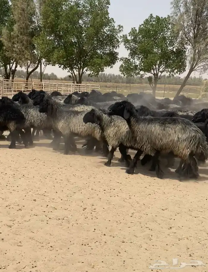 غنم عرب شهب فاخره وطيبه للبيع 2