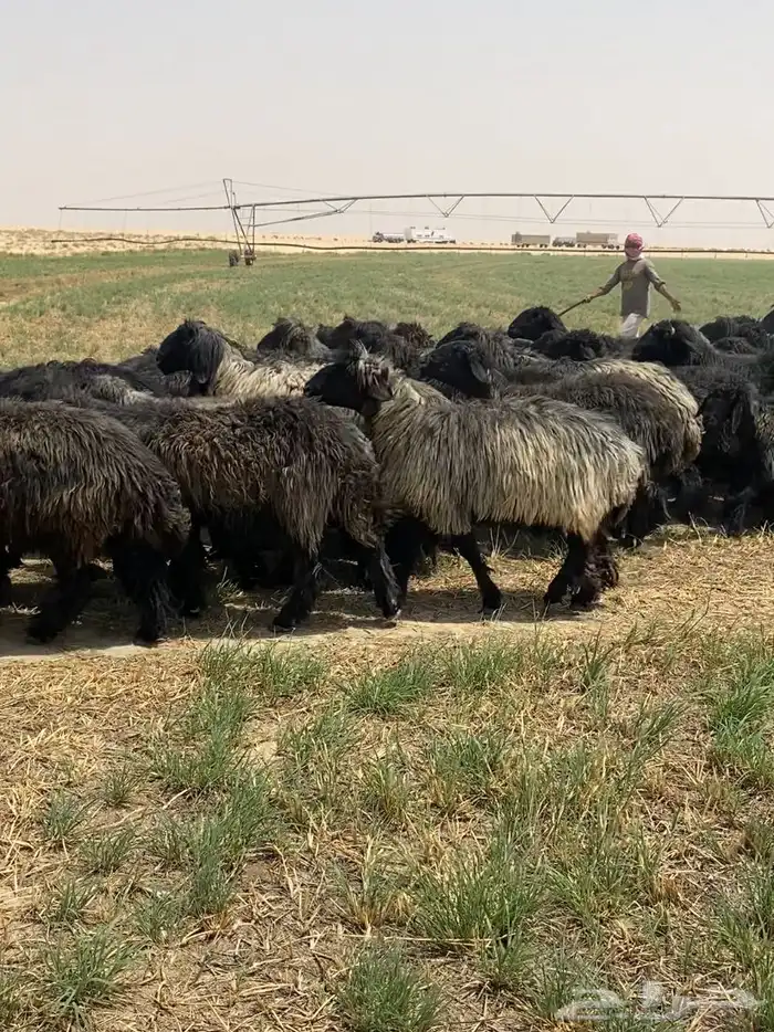 غنم عرب شهب فاخره وطيبه للبيع 13