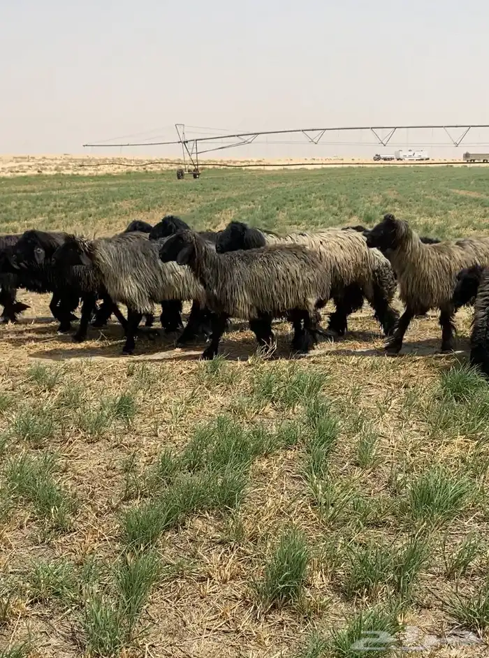 غنم عرب شهب فاخره وطيبه للبيع 10