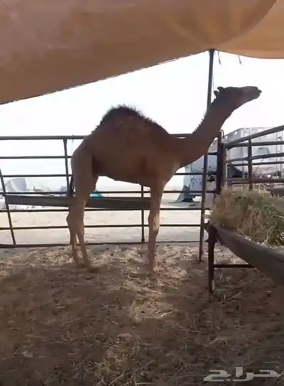 قعود فطيم سلاله وشكل 0
