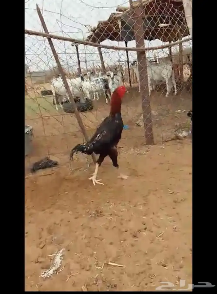 ديك شامو 0