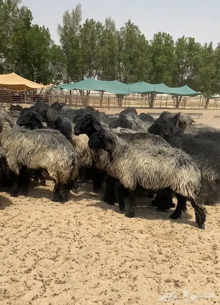 غنم عرب شهب فاخره وطيبه للبيع 19