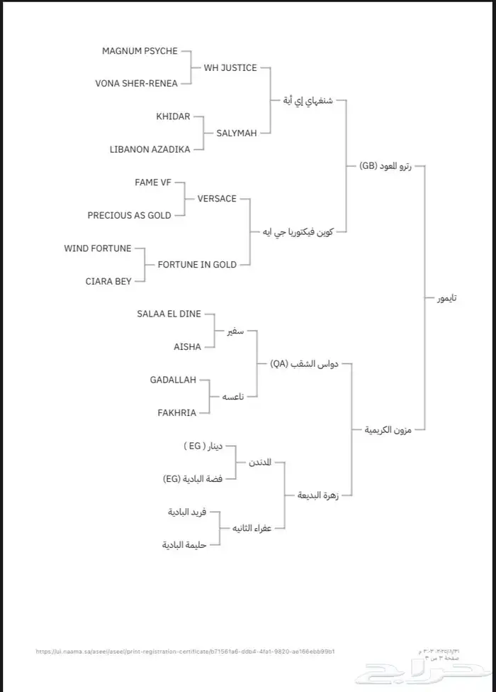 حصان عربي اصيل ورق 2