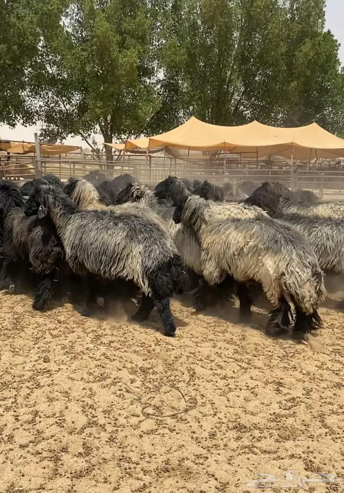 غنم عرب شهب فاخره وطيبه للبيع 21