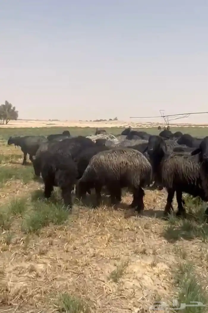 غنم عرب شهب فاخره وطيبه للبيع 7