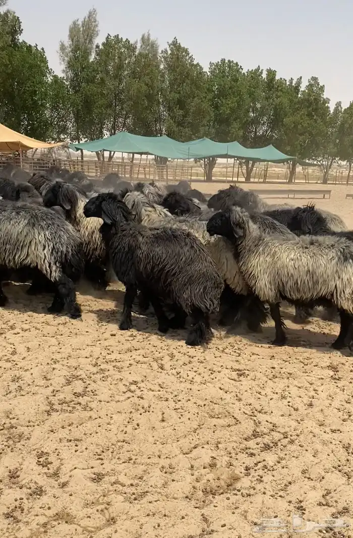 غنم عرب شهب فاخره وطيبه للبيع 0