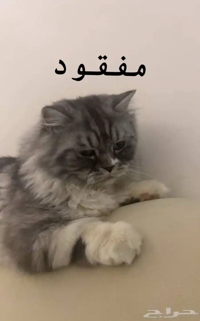 قط مفقود -حفر الباطن 1