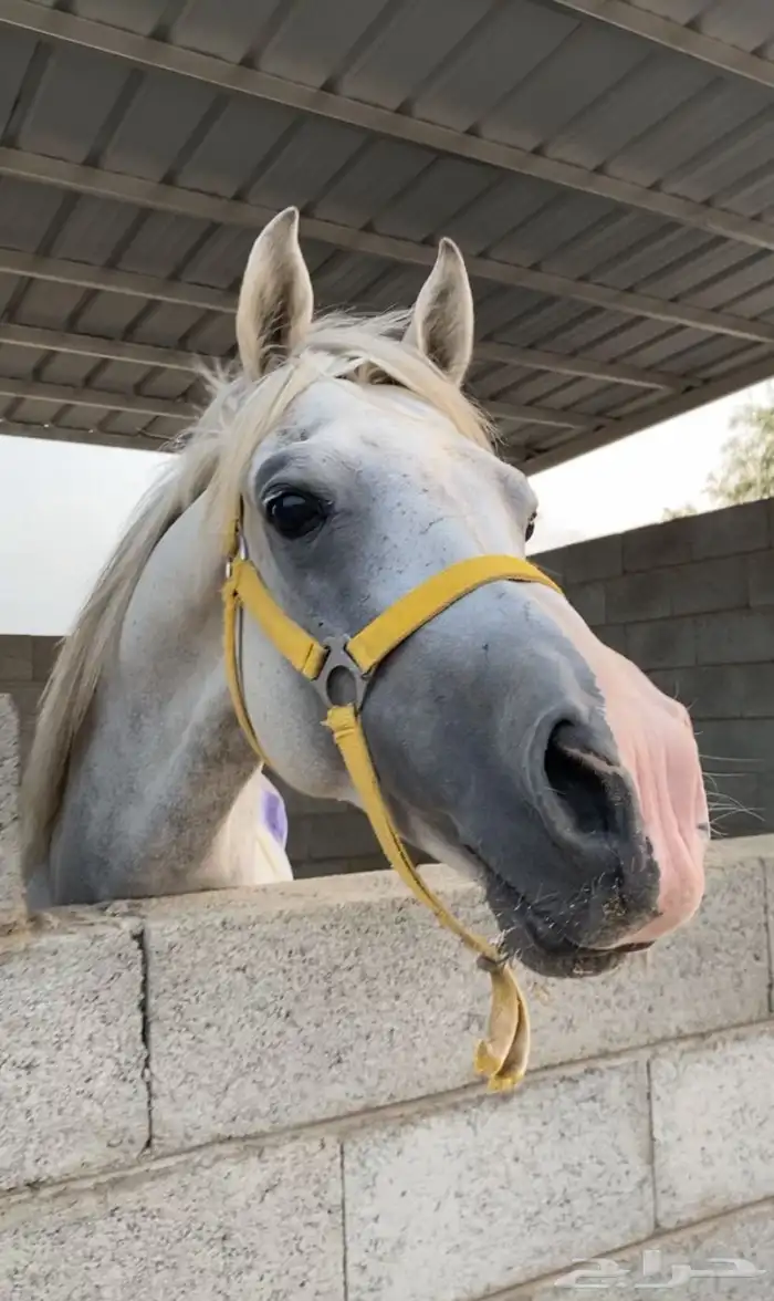 خيل شعبي 13