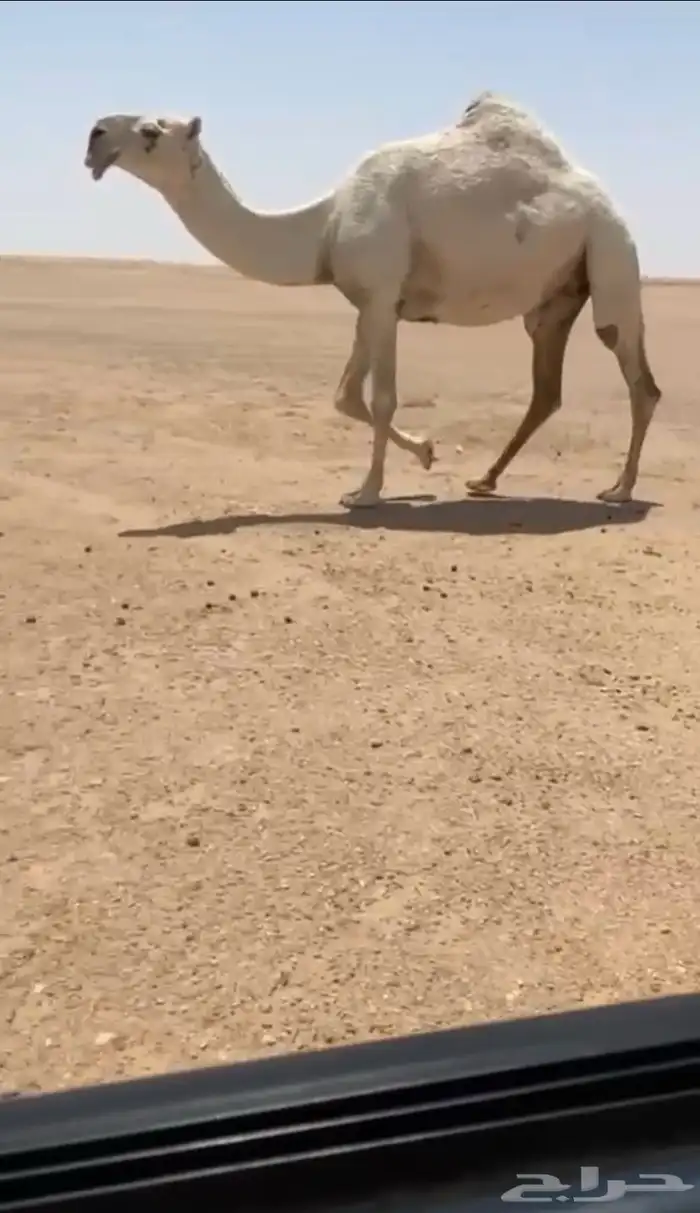 الضريبه الكفو للبيع 0