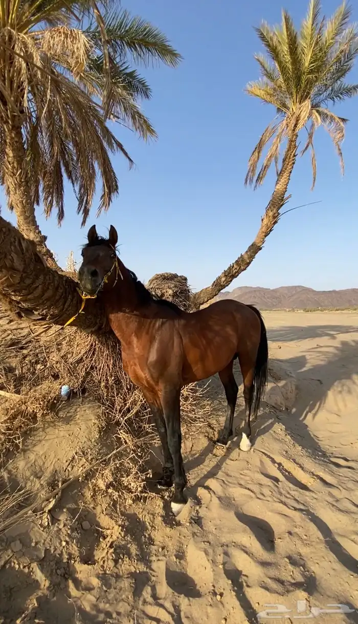 حصان للبيع 0